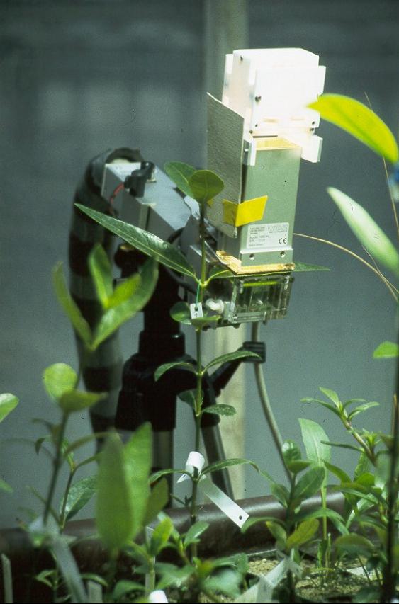 Photosynthesemessung 1