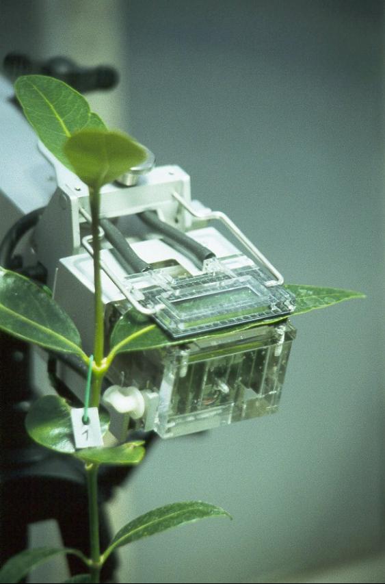 Photosynthesemessung 2